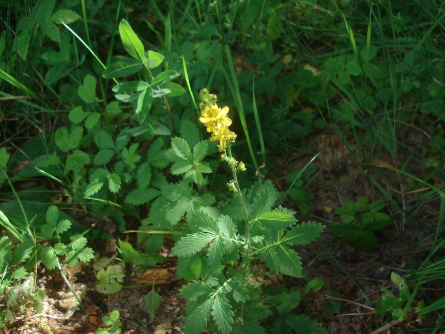 Репешок волосистый
