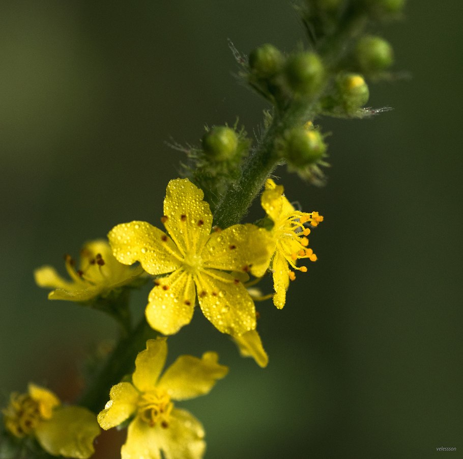 Слепушок обыкновенный