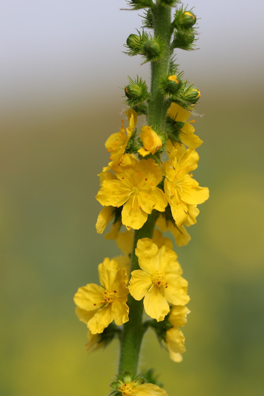 Репешок обыкновенный