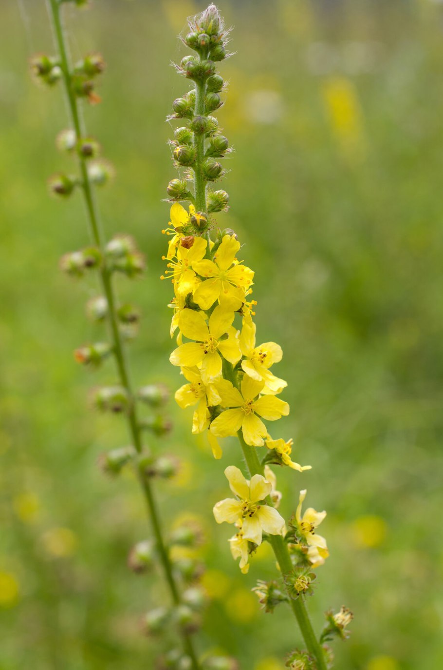 Репешок Agrimony