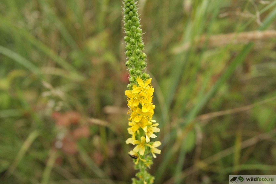 Донник обыкновенный