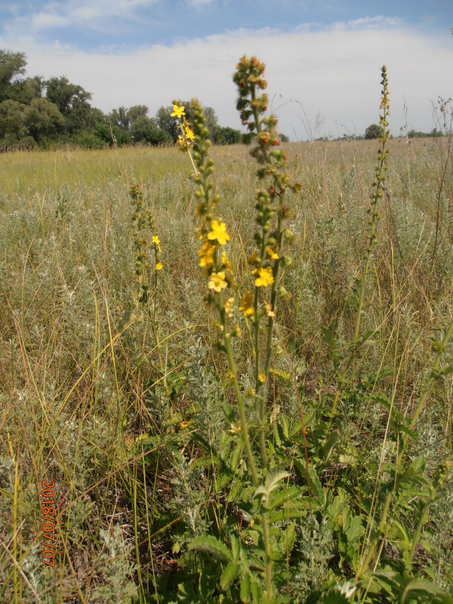 Репешок обыкновенный трава
