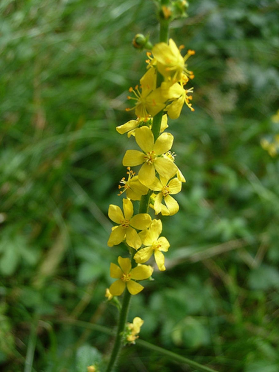 Репешок обыкновенный ФС