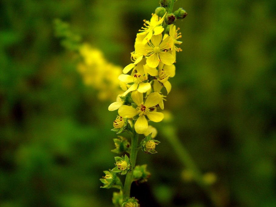 Репешок обыкновенный