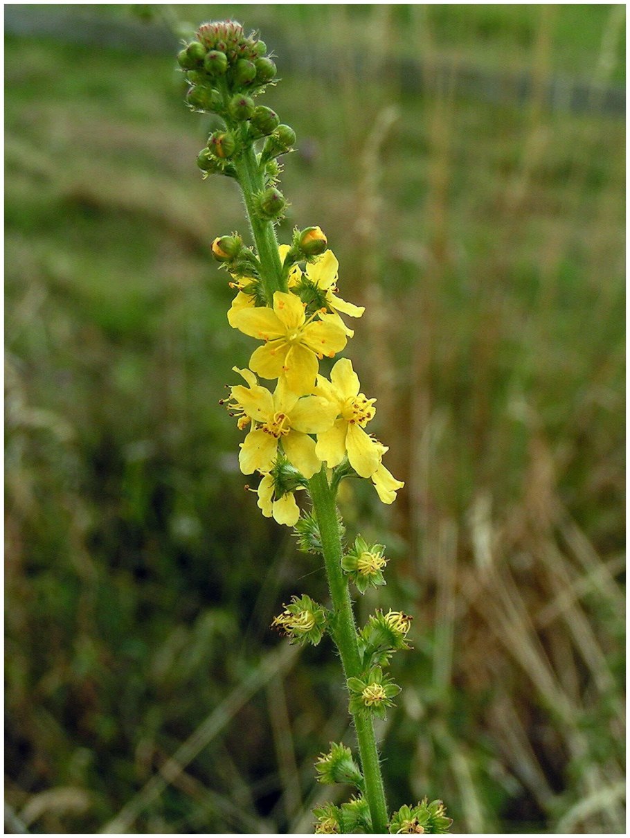 Репешок обыкновенный