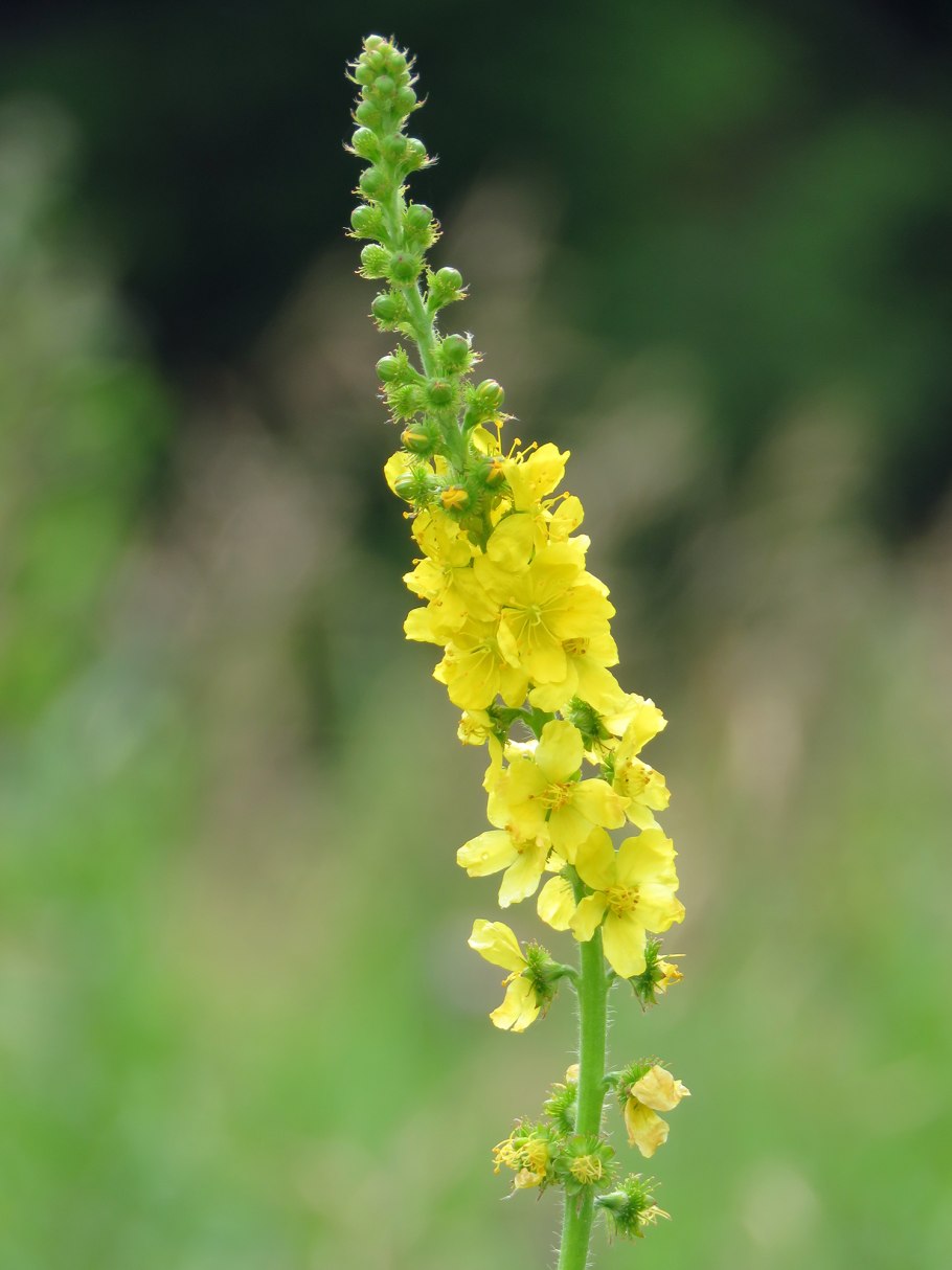 Репешок обыкновенный