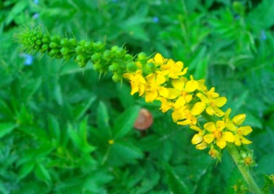 Репешок обыкновенный трава