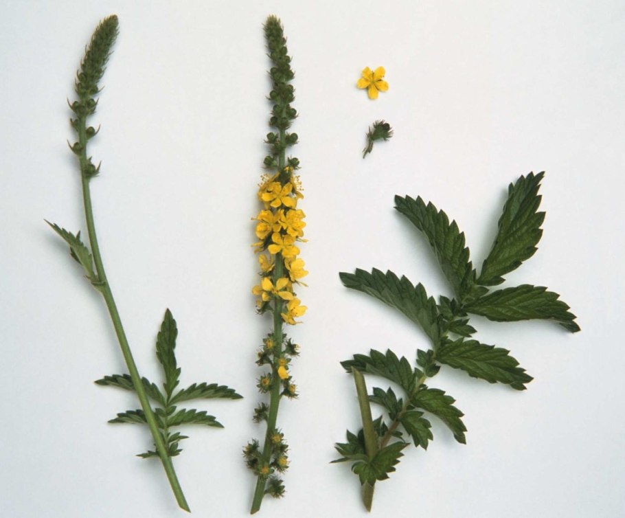 Репешок обыкновенный