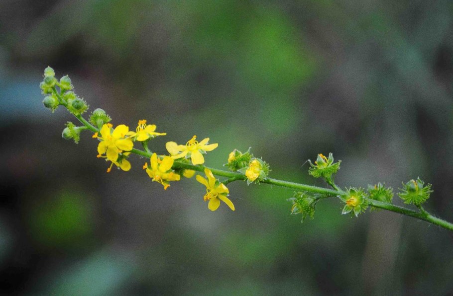 Агримони репешок