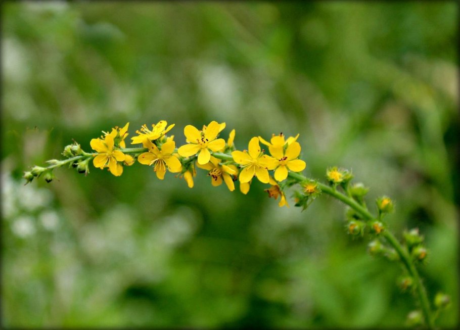 Репешок трава