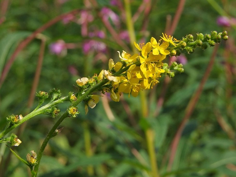 Агримони репешок