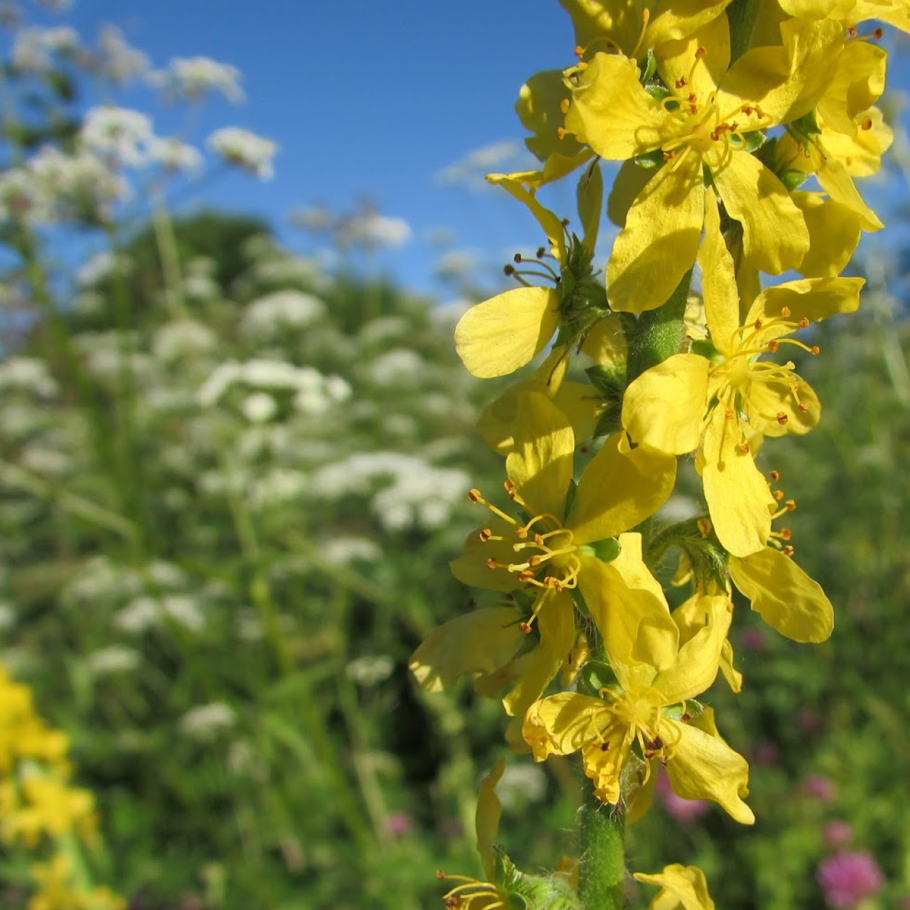 Репешок обыкновенный цветет