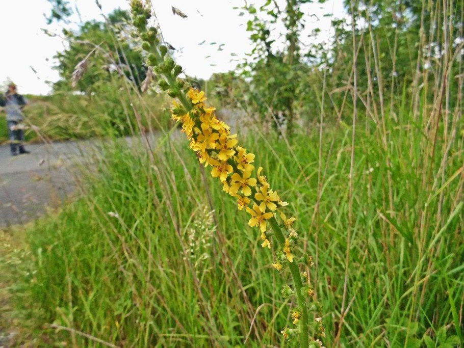 Слепушок обыкновенный