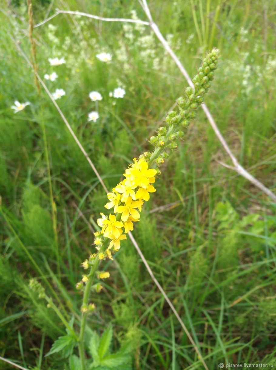 Чай репешок, 30 гр.