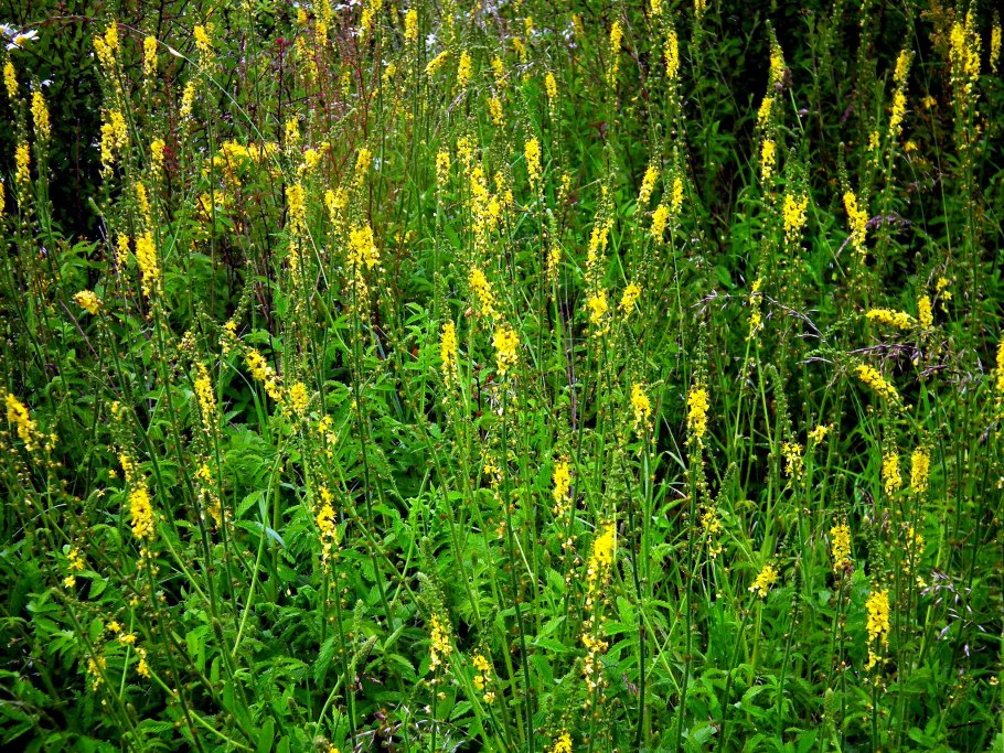 Репешок обыкновенный