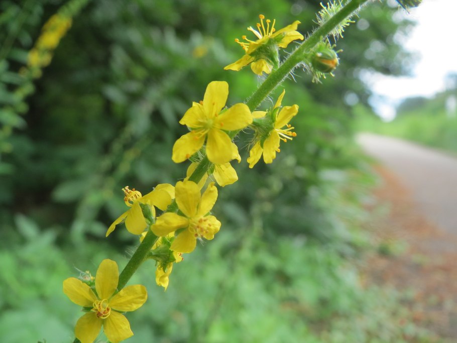 Агримони репешок