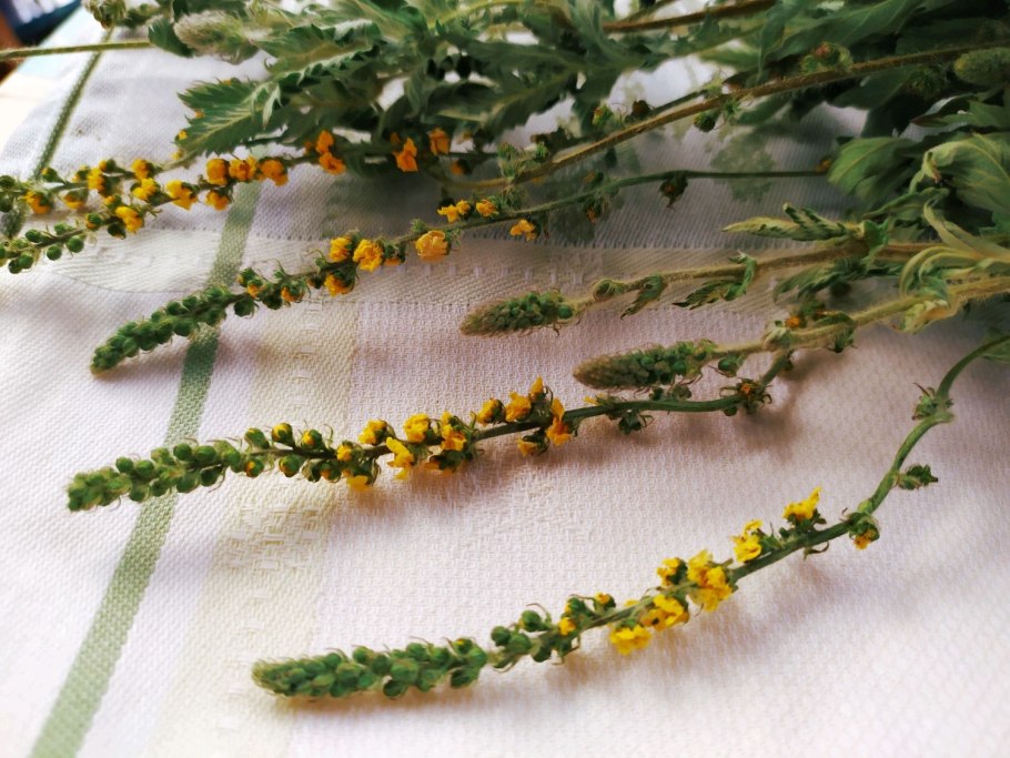 Репешок обыкновенный