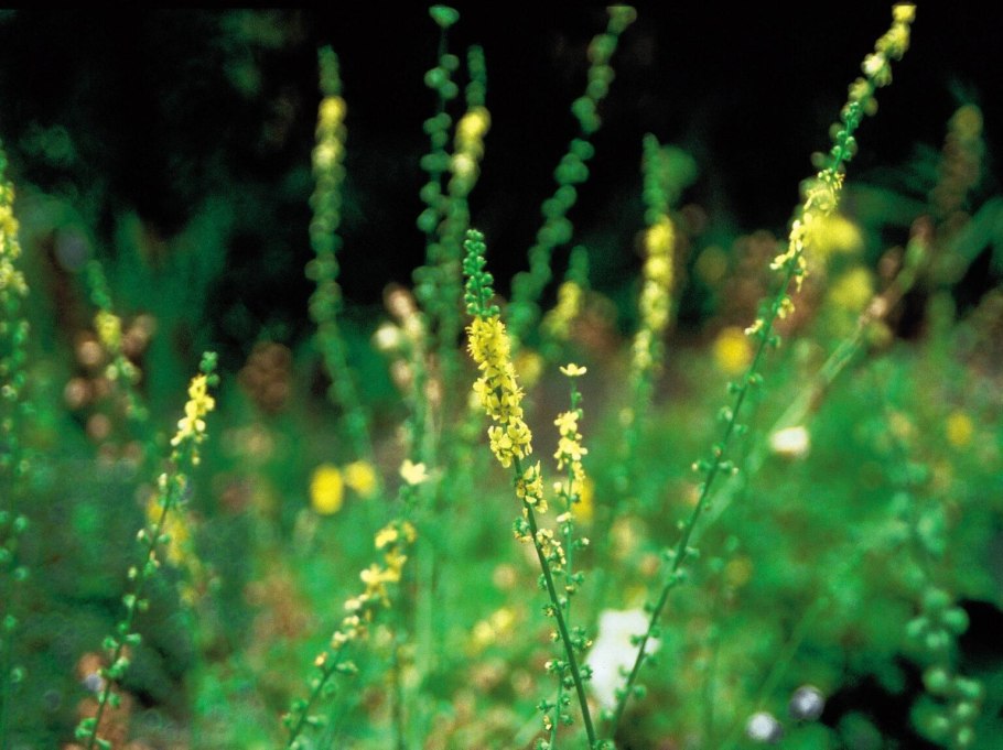 Золотарник репешок