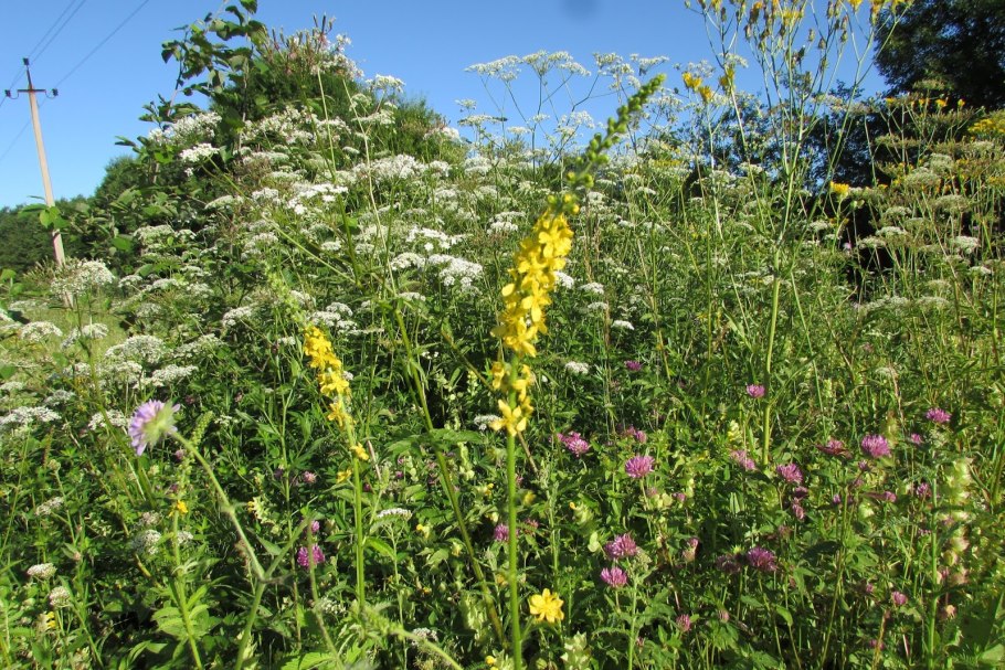 Репешок трава чай