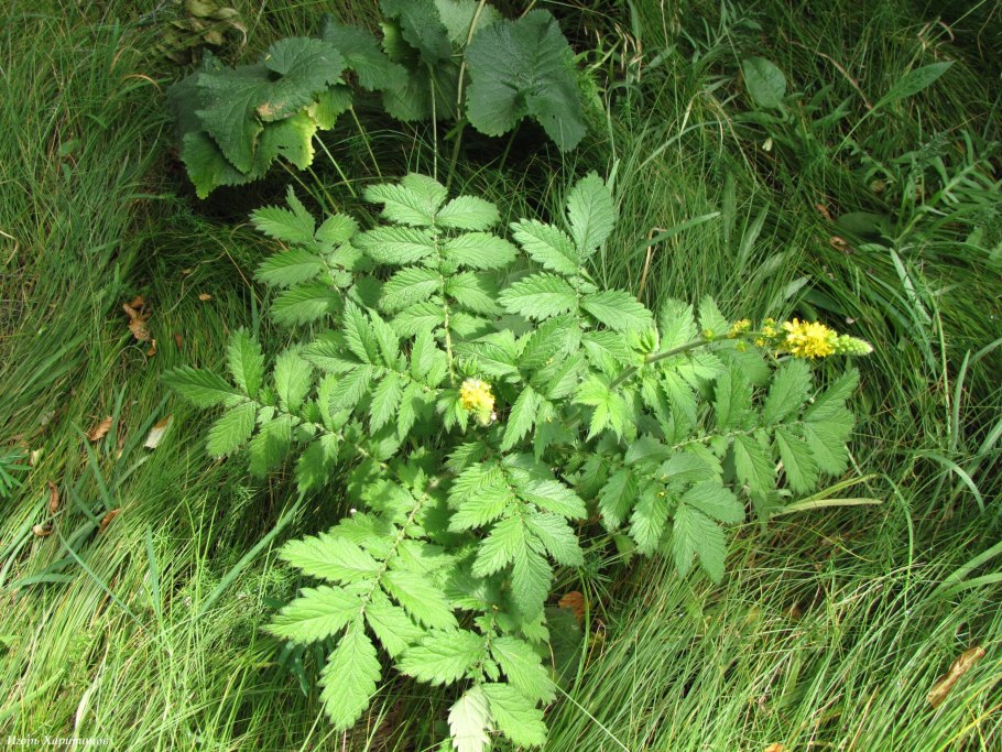 Репешок обыкновенный