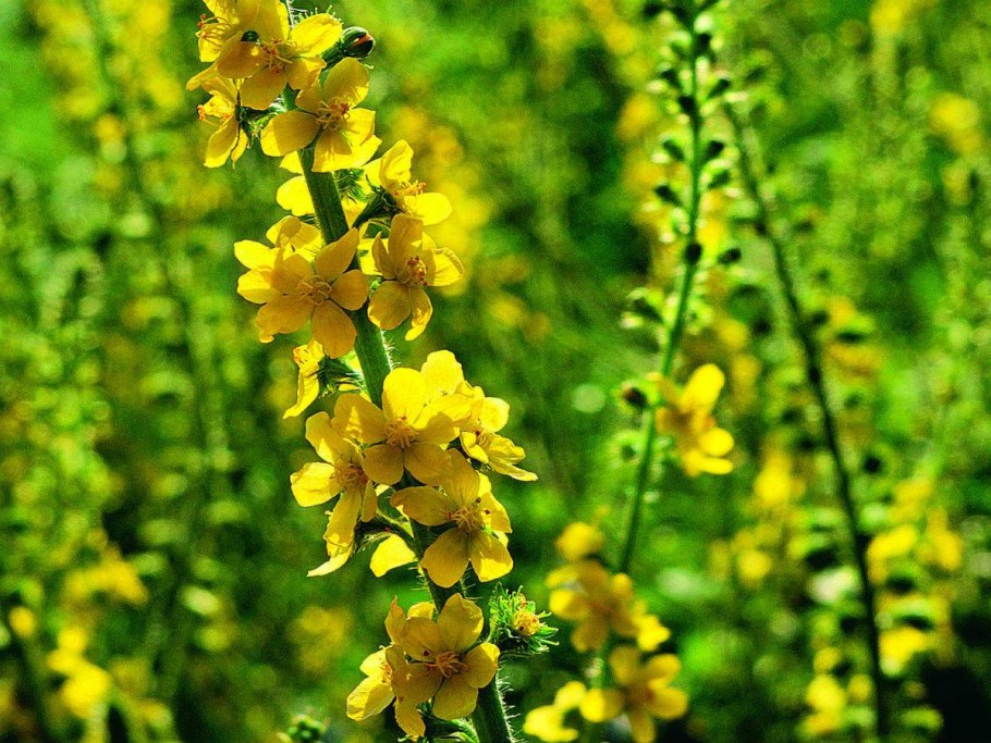 Репешок обыкновенный