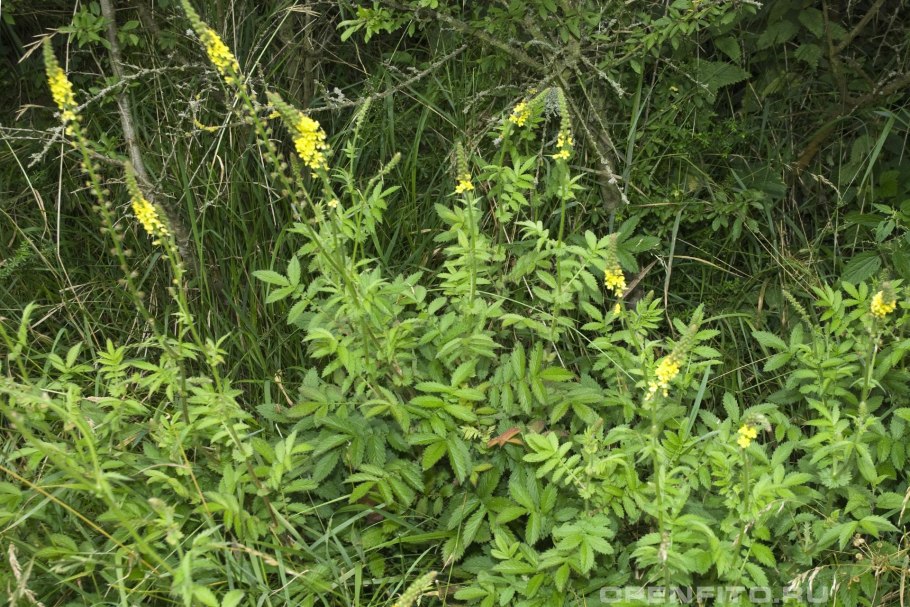 Репешок обыкновенный