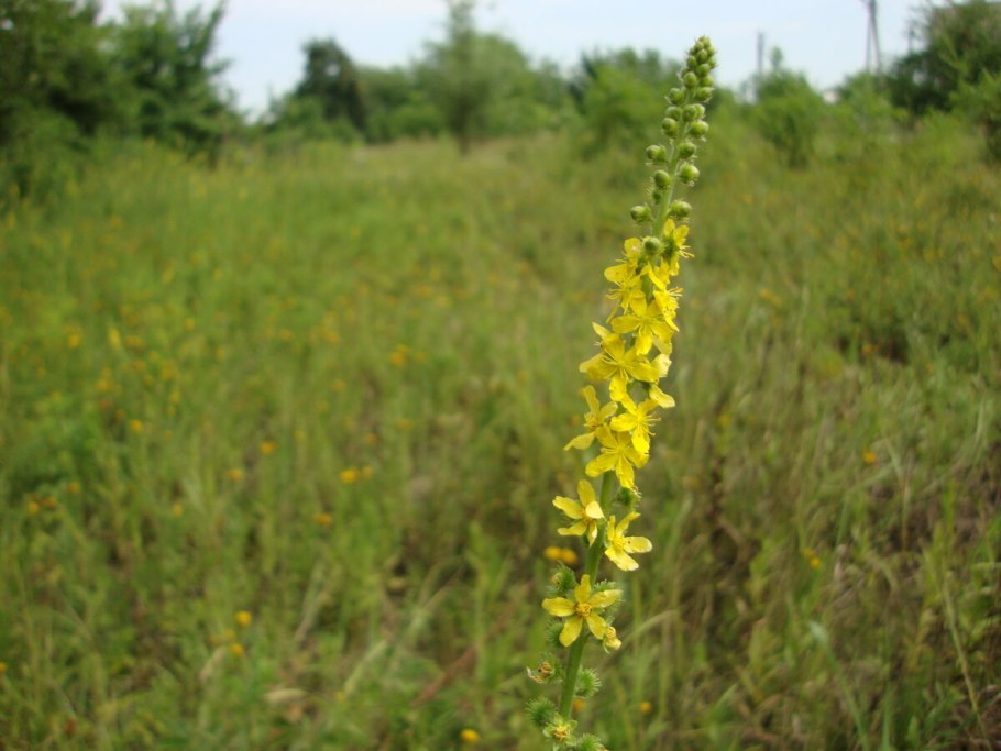 Репешок аптечный