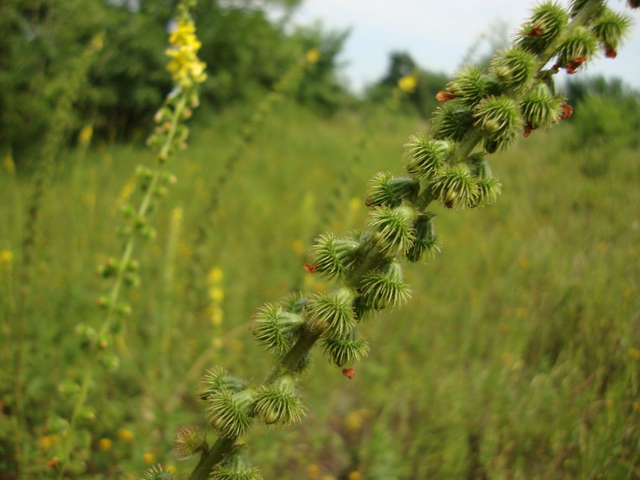 Репешок аптечный