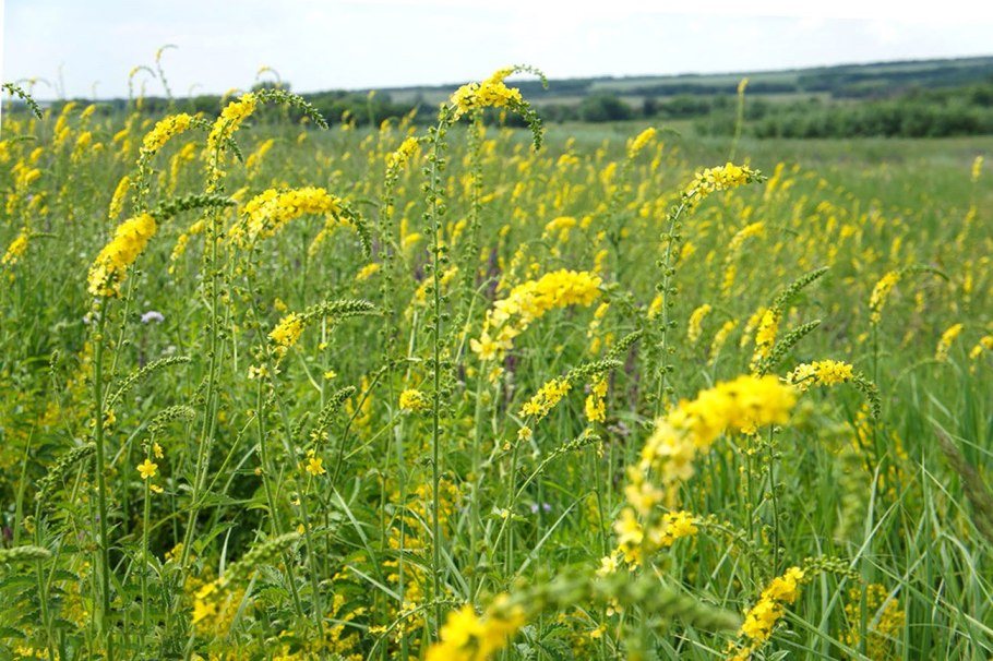 Репешок трава