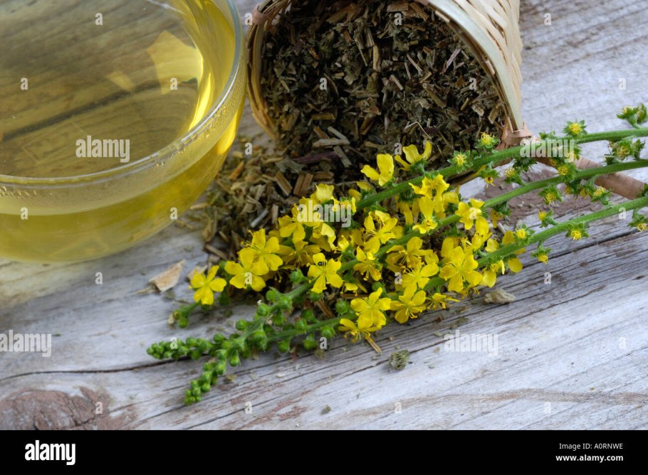 Репешок обыкновенный сухой