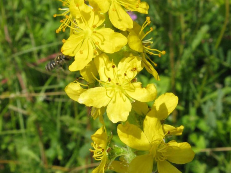 Репешок обыкновенный медопродуктивность