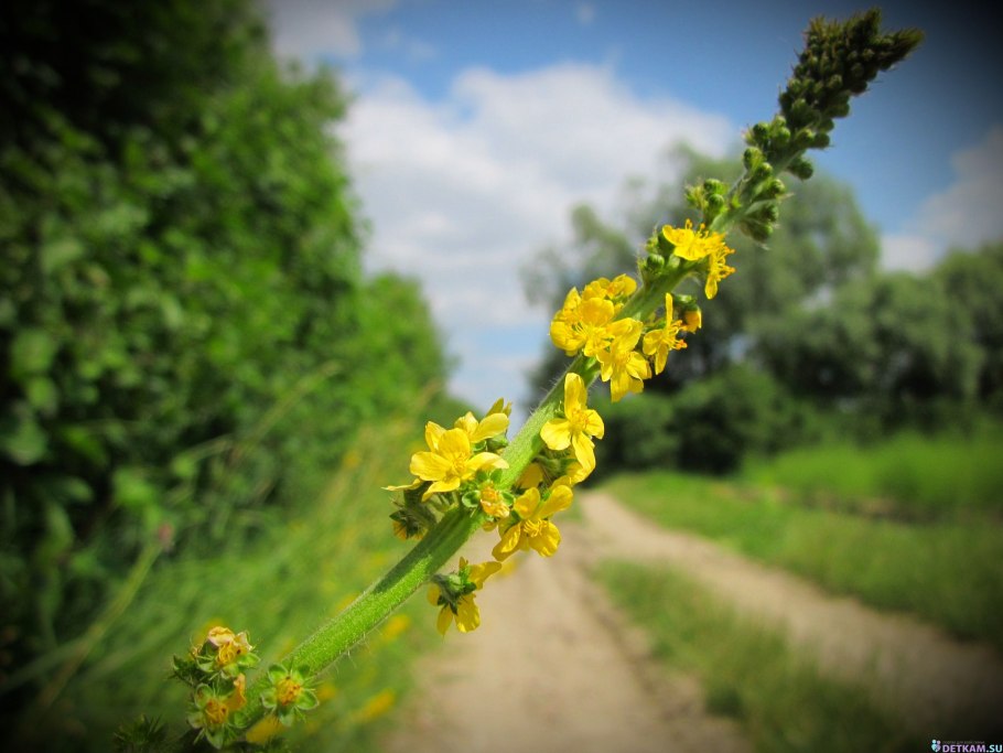 Репешок волосистый