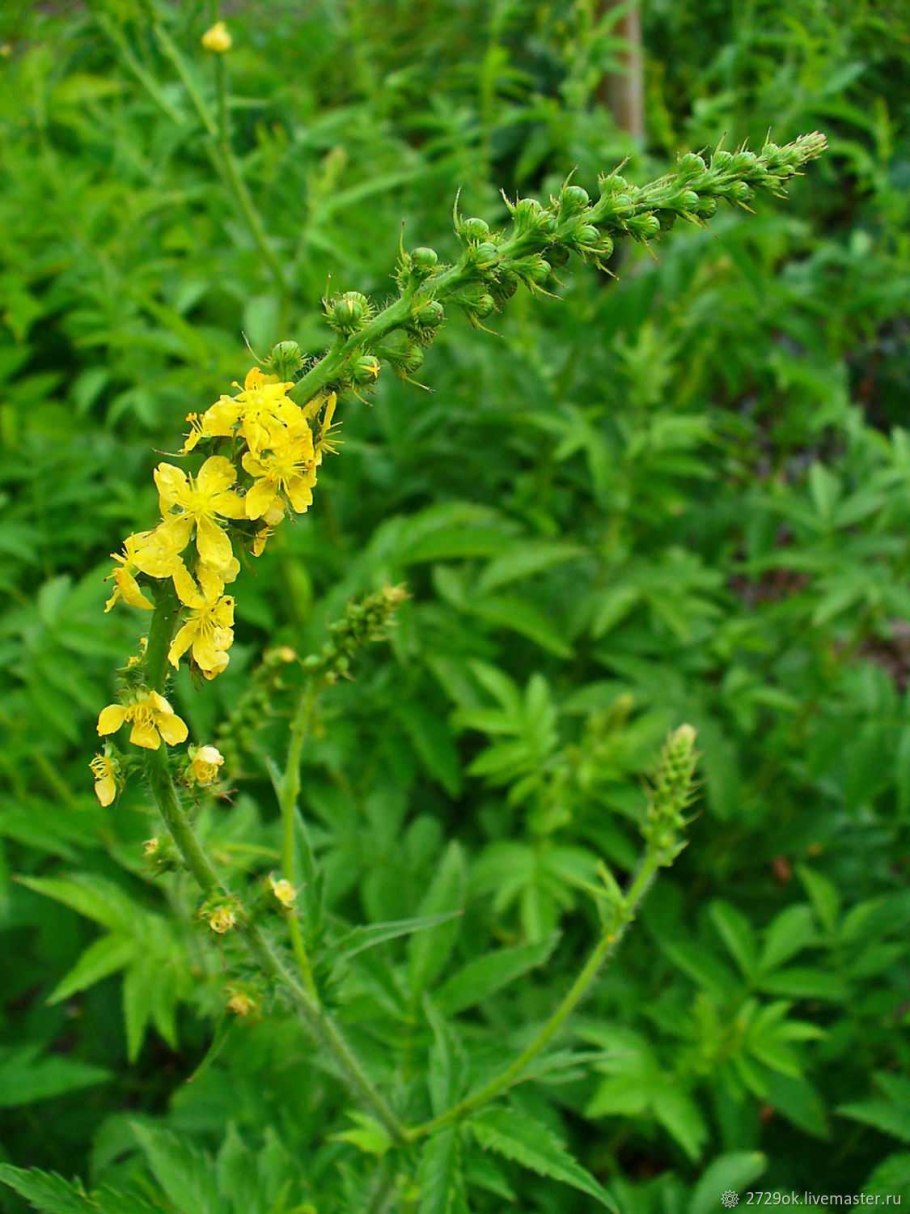 Репешок обыкновенный (Agrimonia Eupatoria l.)