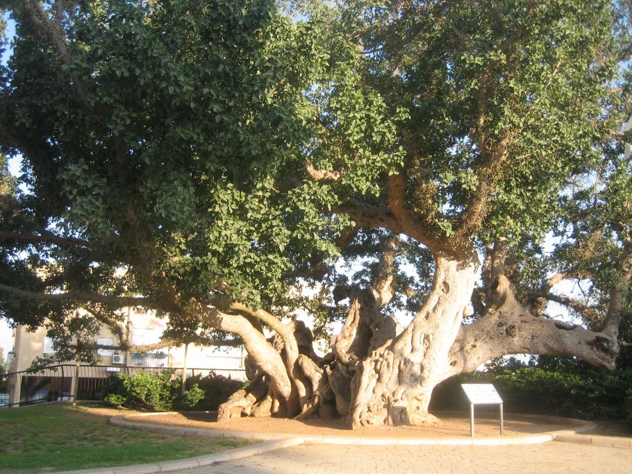 Сикомор, смоковница