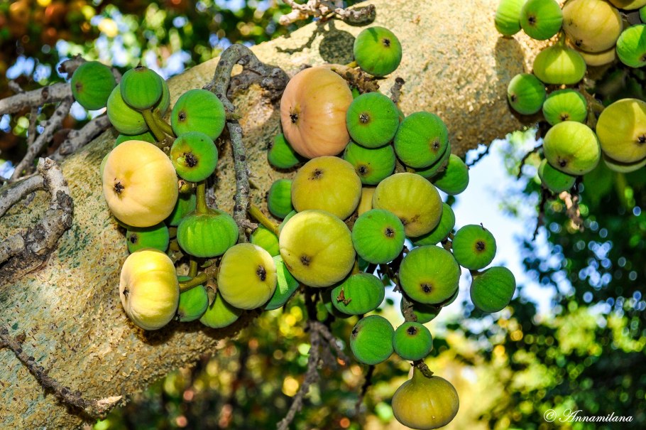 Фиговое дерево сикомор