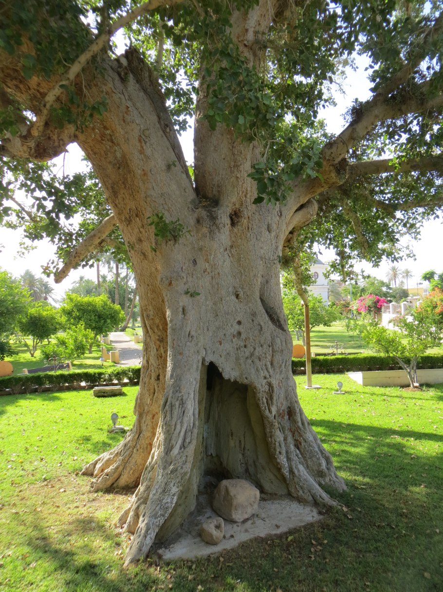 Сикомора дерево