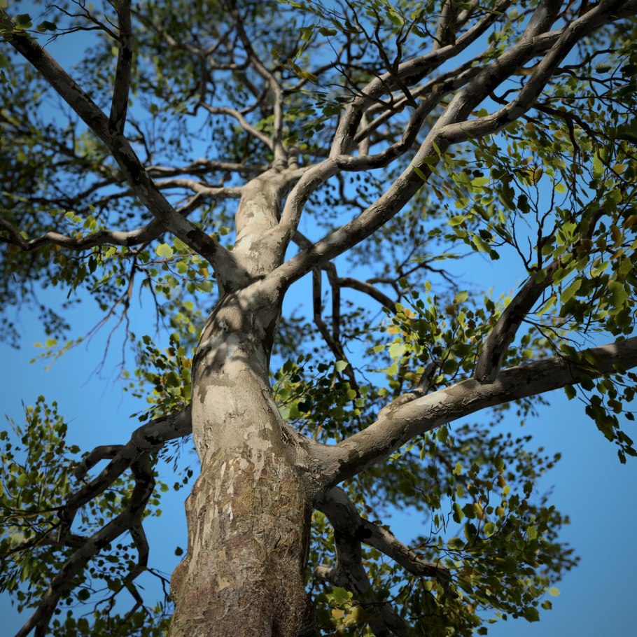 Дерево сикомора в Израиле