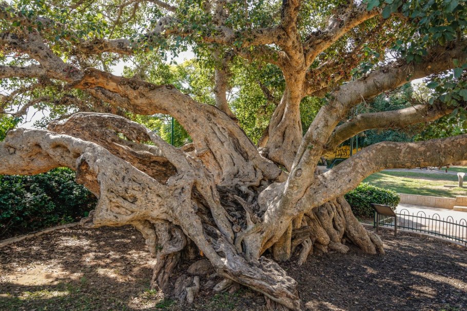 Фиговое дерево сикомор