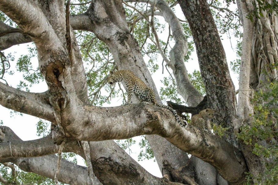 Сикамора что за дерево