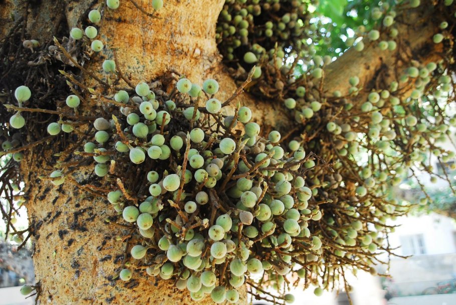 Sycamore дерево