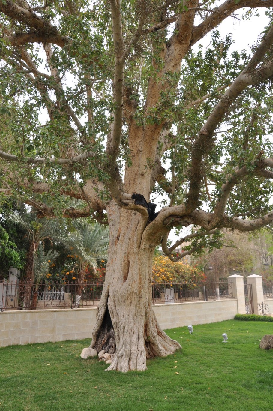 Смоковница Закхея, Иерихон