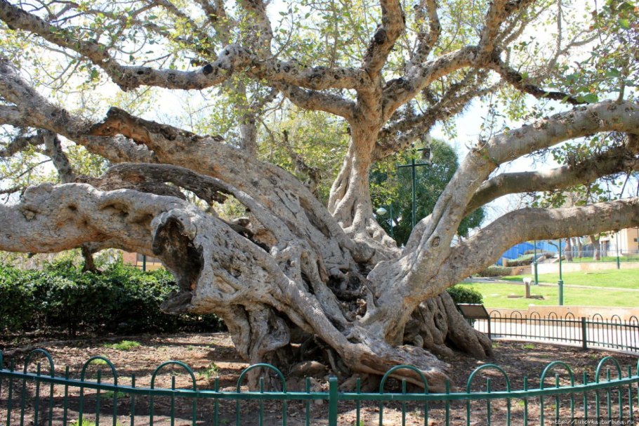 Сикомора Закхея