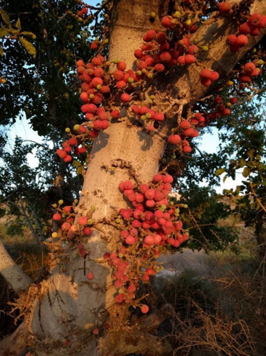 Сикомор, смоковница