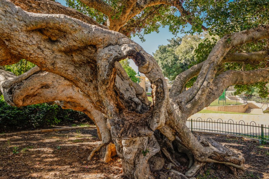 Сикомора дерево