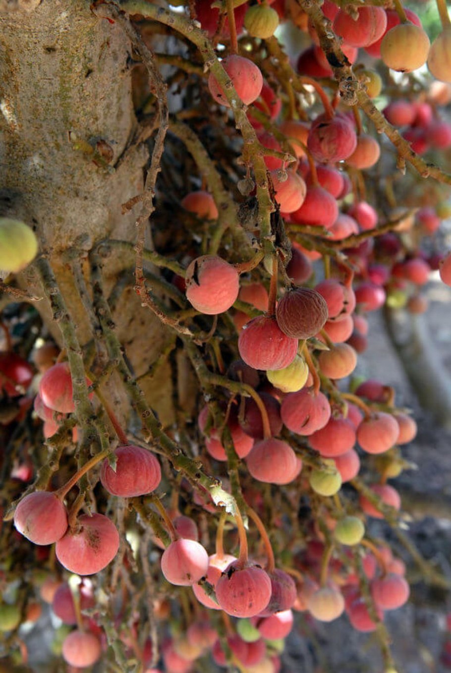 Платан колючие шишки