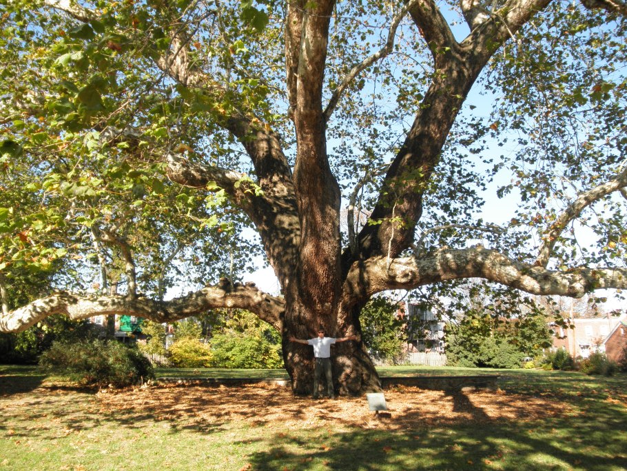 Ficus sycomorus фикус сикомора