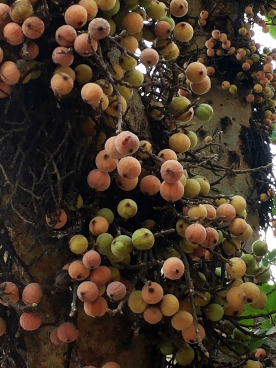 Инжир и сикомор