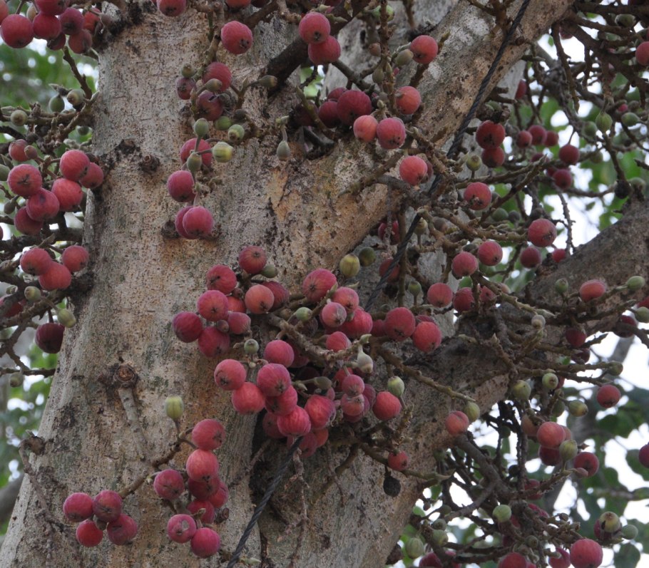 Ficus sycomorus фикус сикомора
