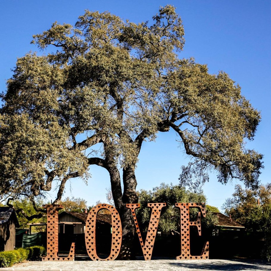 Роща сикомор