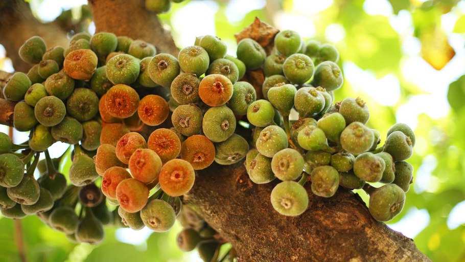 Инжир и сикомор